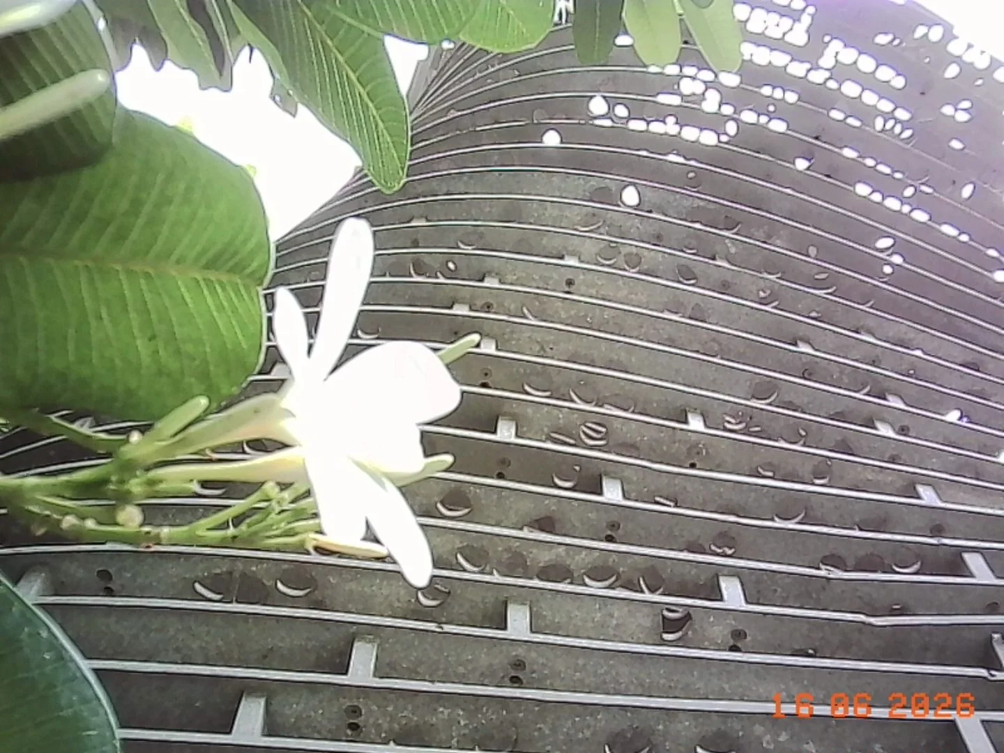 Flower, Petal, Plant