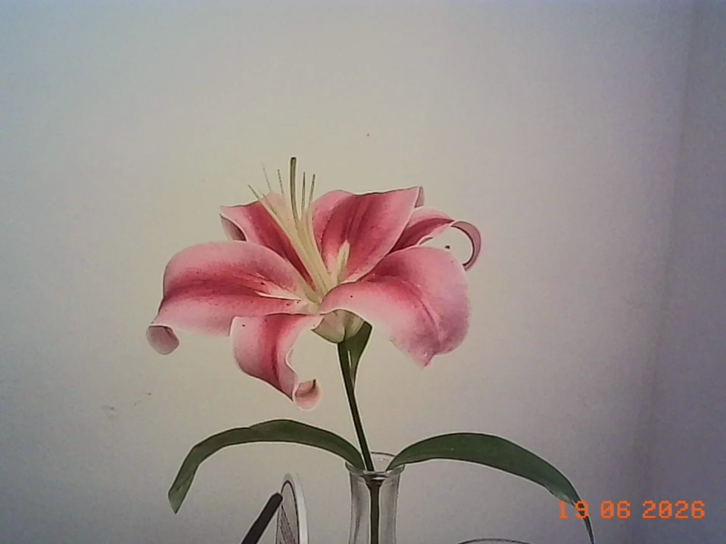 Flower, Plant, Petal