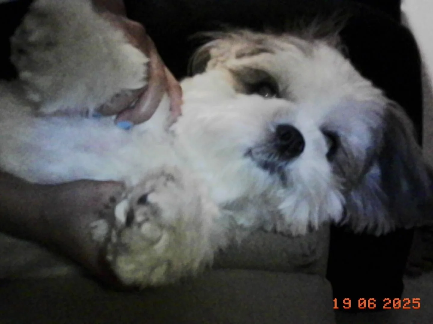 Animal, Canine, Dog