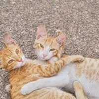 himanshu-choudhary-RLo7QtKLyAY-unsplash