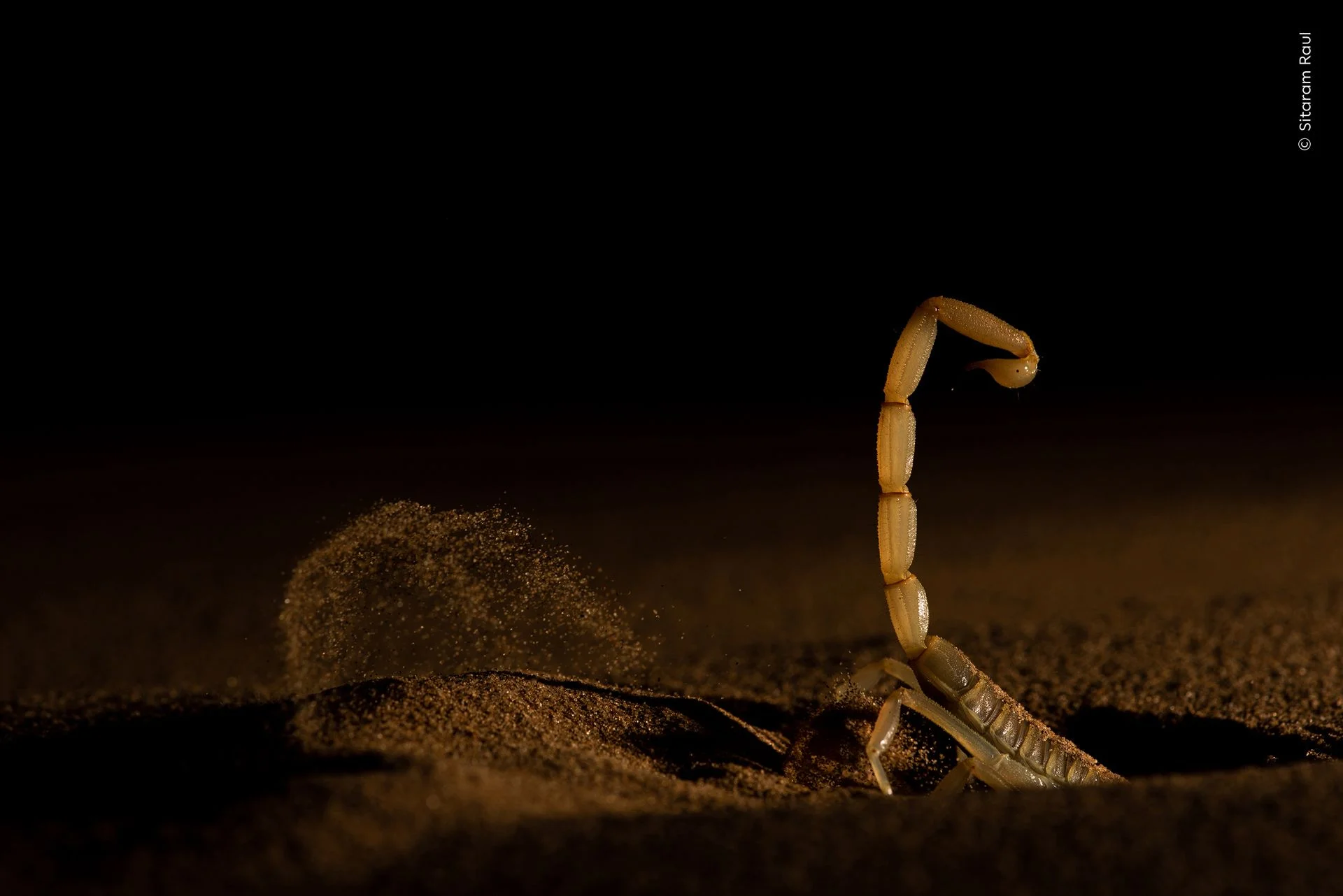 A scorpion burrowing into one of the shifting dunes of the Thar Desert at night