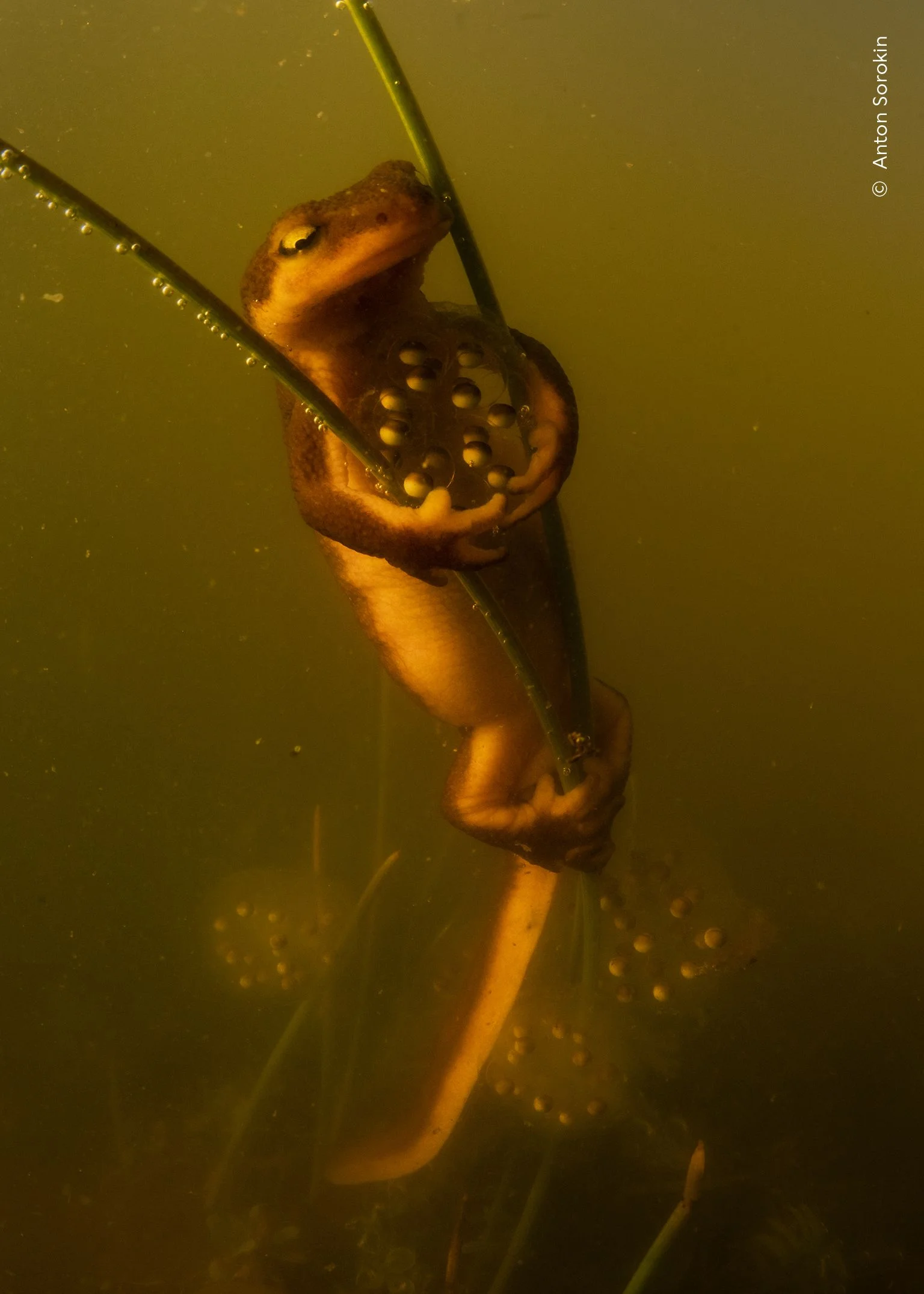 A California newt laying its eggs as it clasps vegetation that already holds another newt’s egg clutch