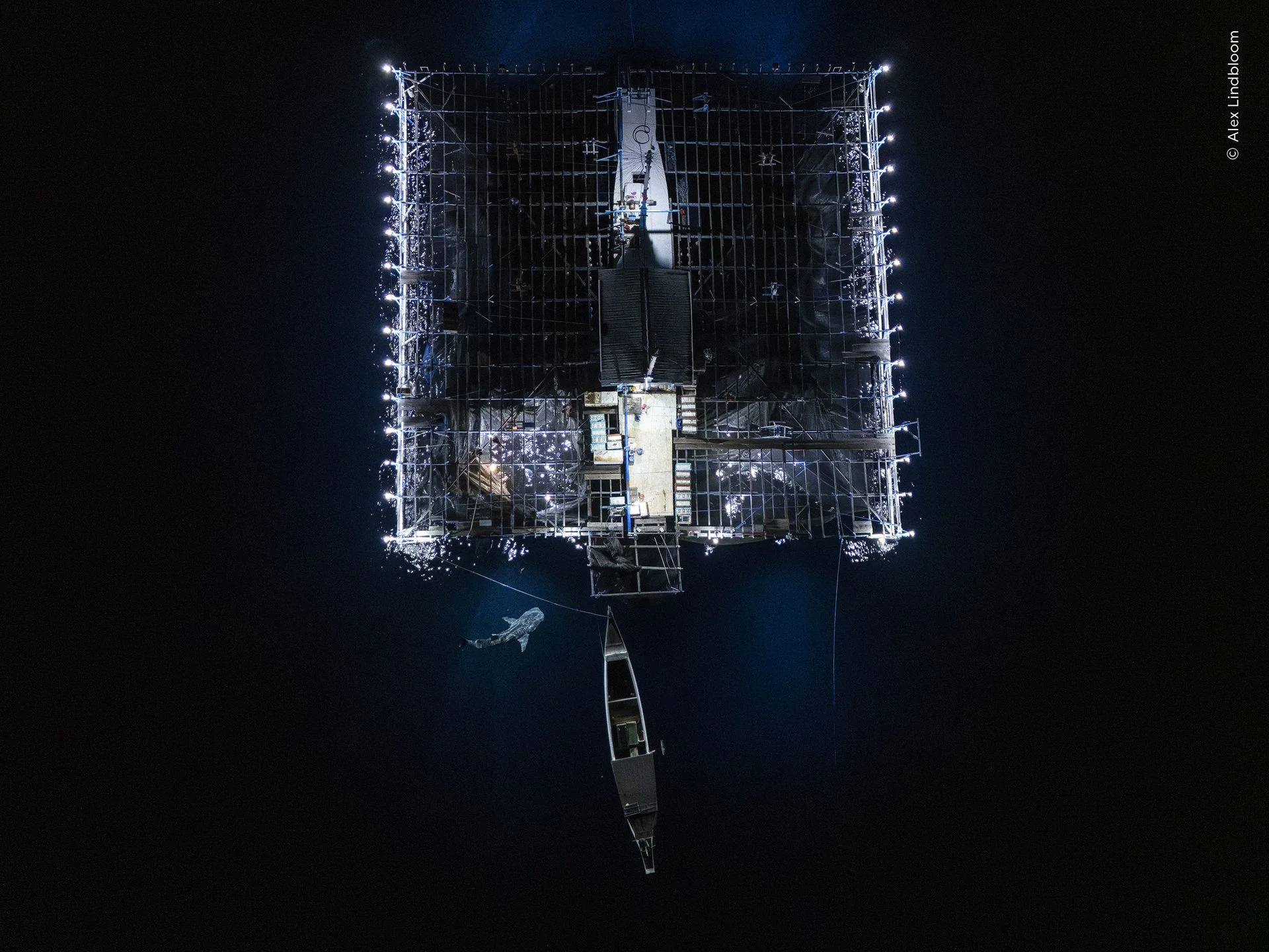 Aerial image of a whale shark investigating the catch of a ‘bagan’, or mobile net-fishing platform, in the inky waters off Papua