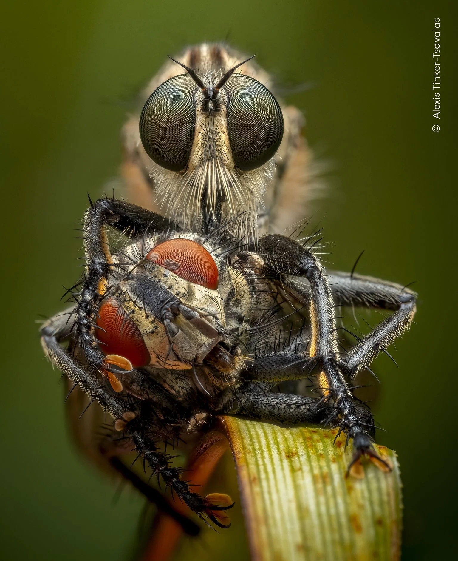 Macro of a robber fly, consuming a fly with its needlelike mouthparts