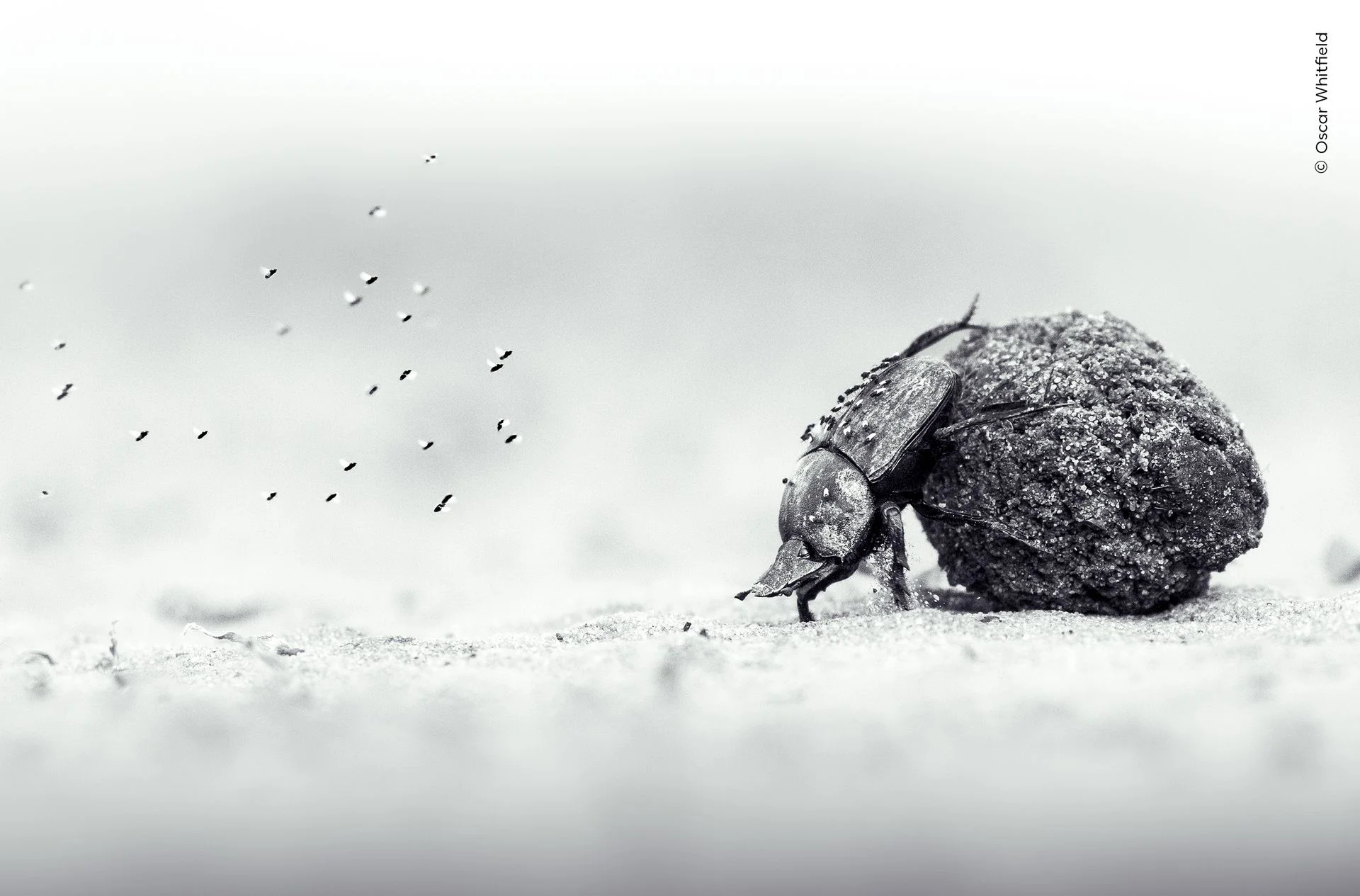 The arduous exertion of a dung beetle pushing its precious cargo