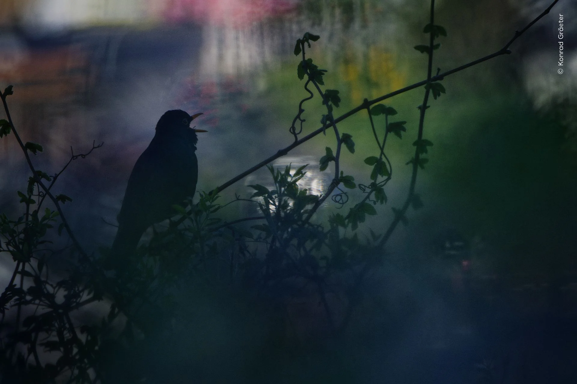 A male blackbird singing in a vineyard early one April morning.