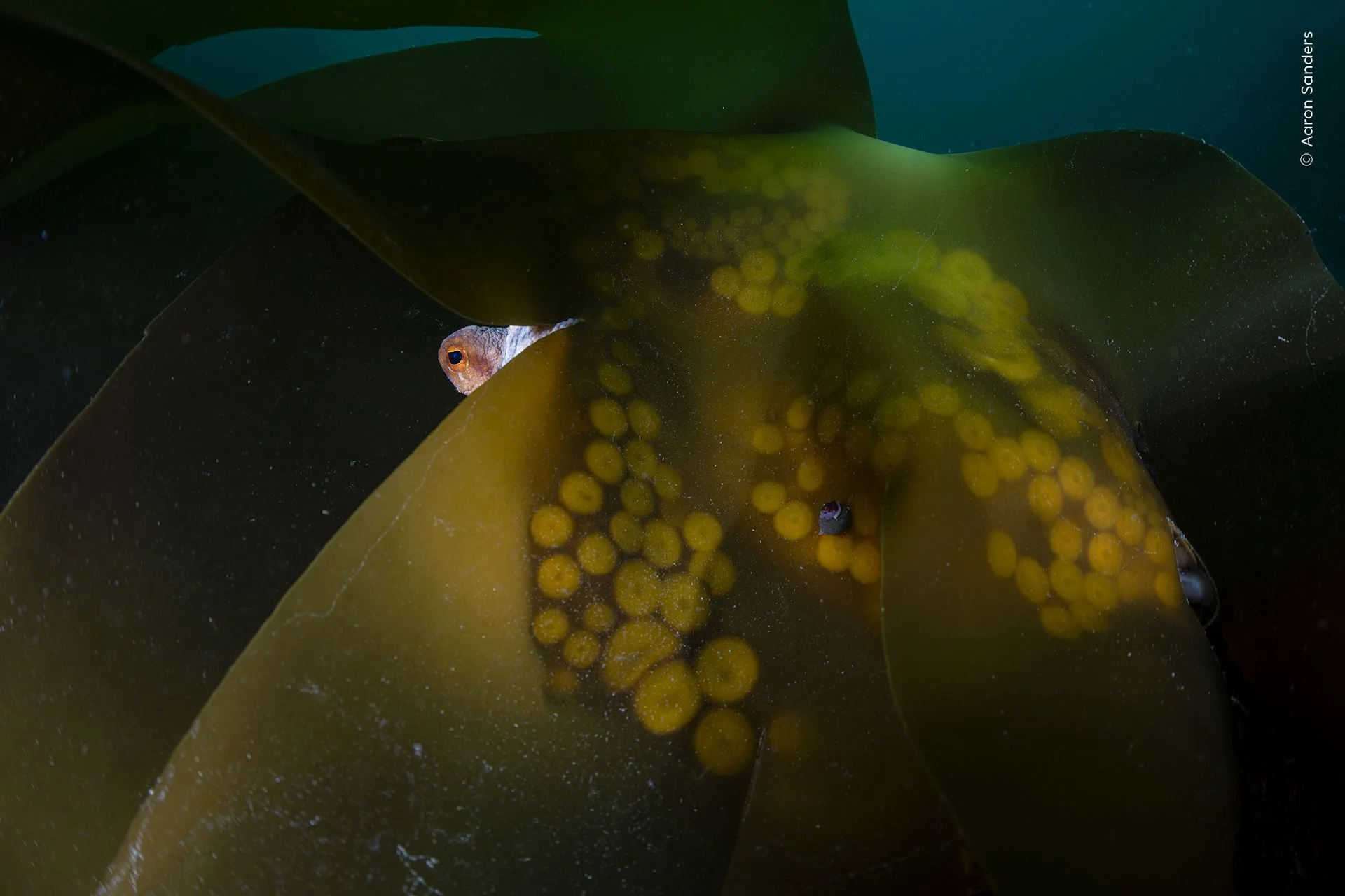 A common octopus behind a curtain of kelp in the waters off southwest England