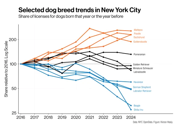 The rise of the Maltipoo, Dachshund, and Goldendoodle.