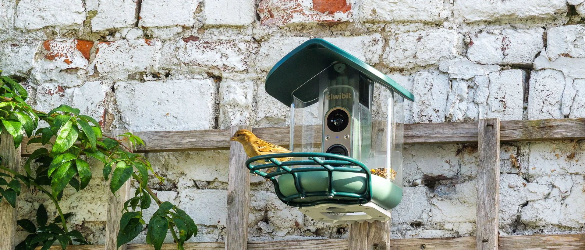 Kiwibit Bird Feeder 2 Pro review: sharp 4K detail, choppy video